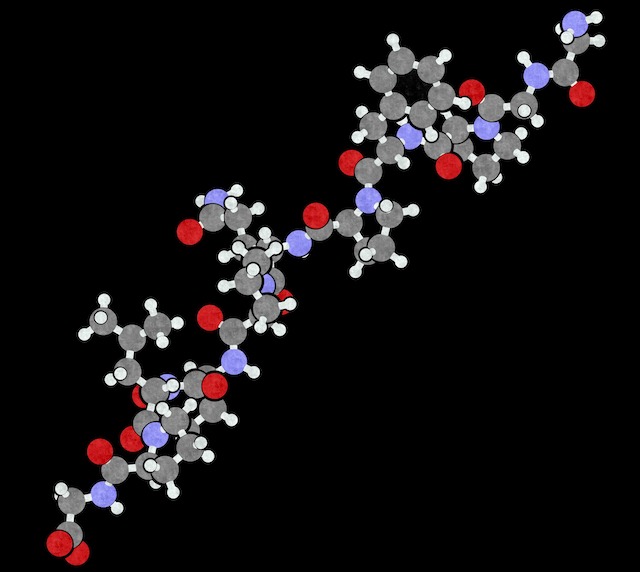 Gliadin derived peptide illustration